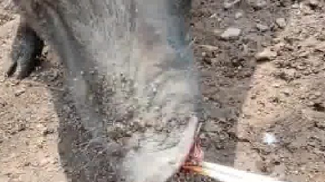 猪的伙食都这么好了吗