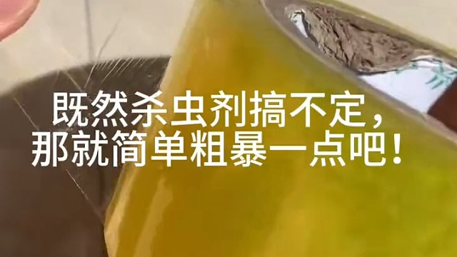 既然杀虫剂搞不定就简单粗暴一点