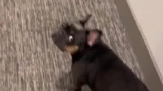 狗狗：你以为我不怕鬼吗？