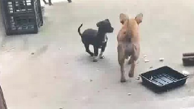 狗妈将包子都叼给了狗崽，女子将它唤回再次投喂，狗妈再次将包子留给崽子