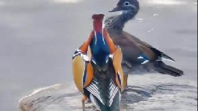 这就是鸳鸯戏水么