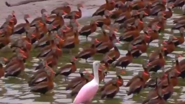 一只玫瑰琵鹭[pí lù]走在一群黑腹哨鸭中，就像穿粉红大衣的女王一样。