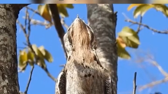 自然界最会伪装的鸟，一生都装成木头的林鸱鸟。