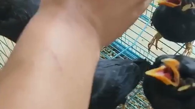 越南鹩哥，会学语言