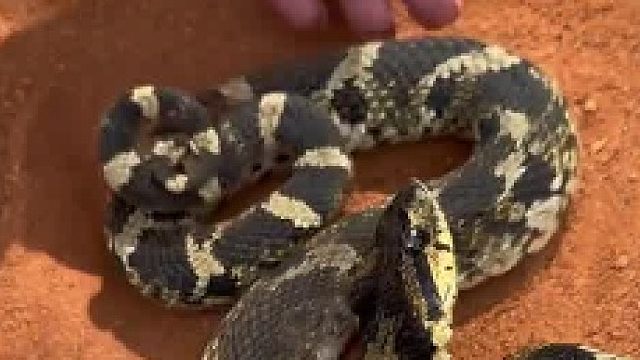 妹子在路上捡到一只猪鼻蛇