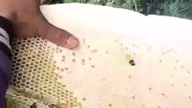 一大窝野生蜂蜜