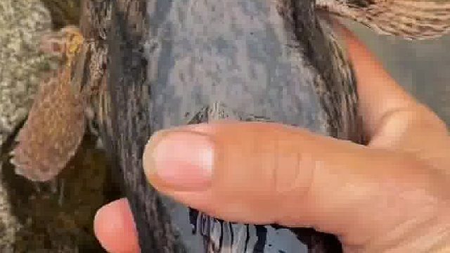 这样的鱼吃了会影响智商吗