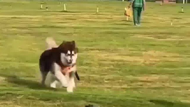 当狗狗发现自己跟错了人