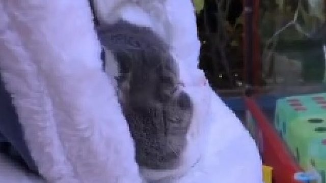 最近我在剪辑一段我怎么认识土豆的你们想看吗，土豆的小时候