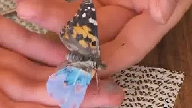 神奇的蝴蝶修复术，鹅妹子嘤