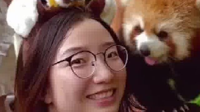 游客和小熊猫合影变对视