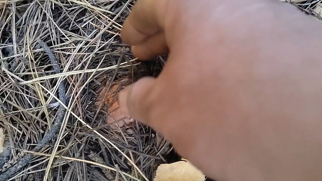 今天没捡到蘑菇