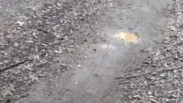 天天接你放学的是一只鸡，这是什么奇妙体验？