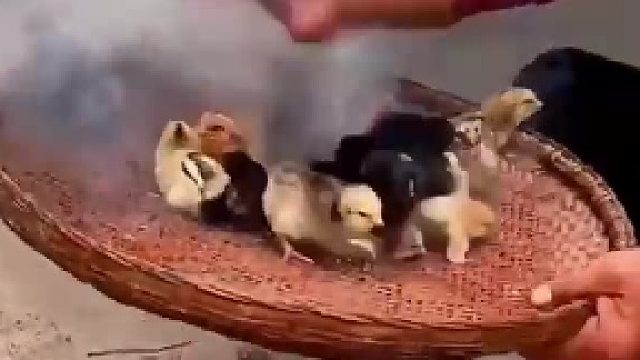 真正的抽油烟鸡？