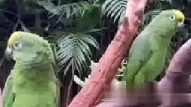 一方水土养一方鹦鹉，广东生长的鹦鹉不说“恭喜发财”，主打一句“老板”走天下