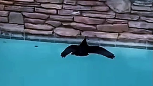 网友偶然救下一只落水的乌鸦，没想到乌鸦居然频繁送礼物感谢