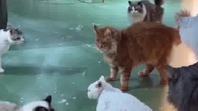 妈呀这个别太好代！小心翼翼柔声劝架的暹罗和一跳下来就能震住场子的缅因