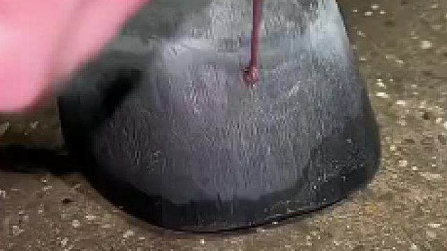 太酷炫了，小马宝莉小马都开始美甲了，粉色闪光的美甲真的好好看啊