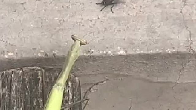 螳螂捕蝇难得一见，终于知道螳螂拳的厉害了