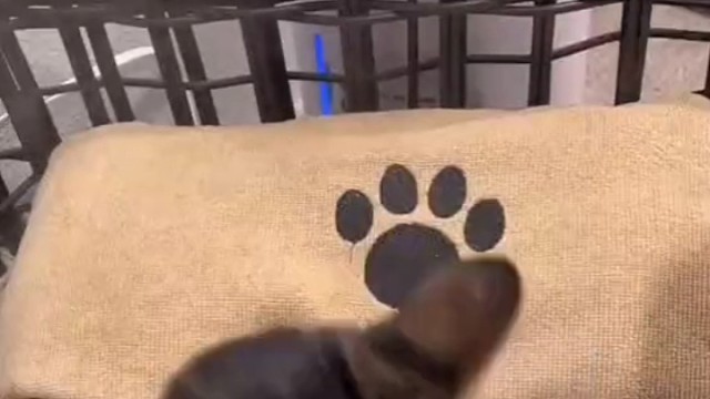 你好，服务费10只老鼠