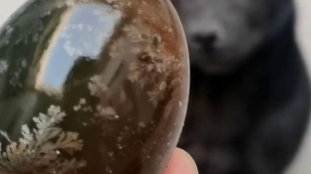 狗子第一次吃皮蛋是什么反应