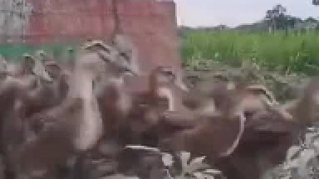 为啥子它只吃草，不吃苗