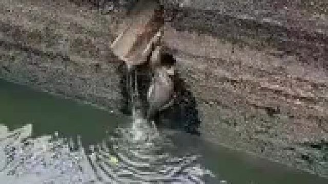 蜥蜴：你全都是王八！