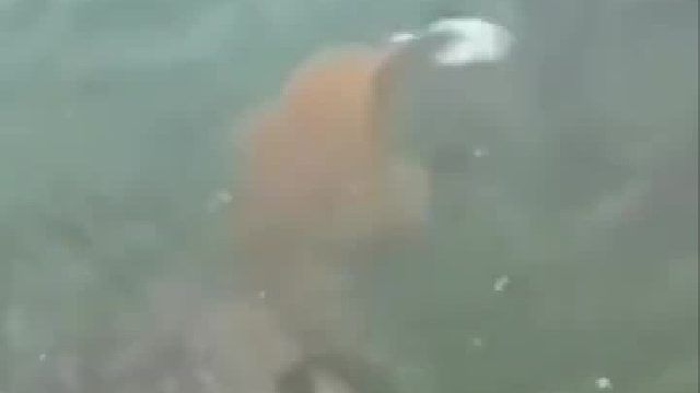 鱼后面的那是什么东西？