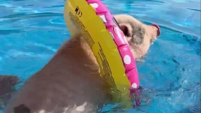 在自家泳池里快乐游泳的小猪.....