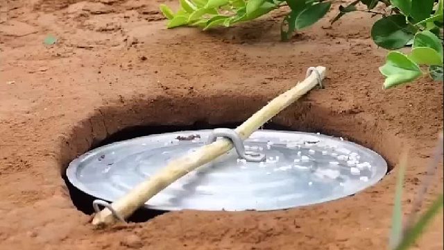 这鸟还是不太聪明，明明那个东西摇摇晃晃，还在往上跳