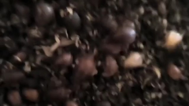 长春土鳖虫养殖欢迎您的到来