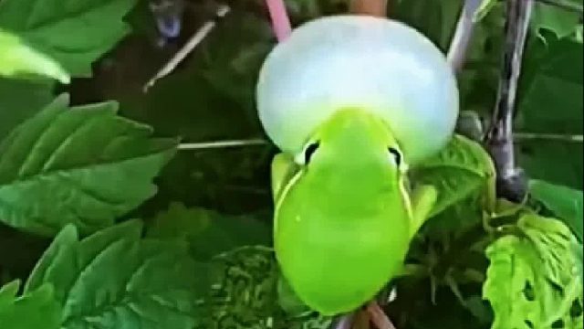 小哥在菜园偶遇一只生气的青蛙，收留两年后居然变异了