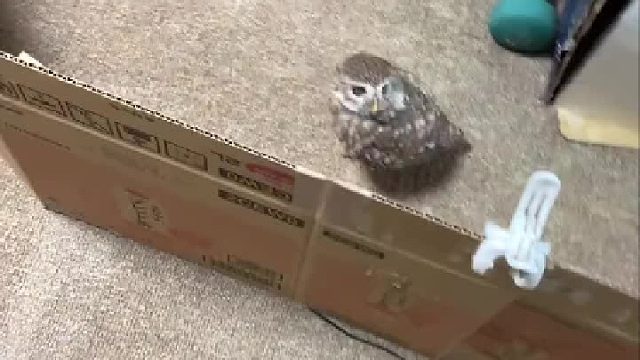 这是什么物种？