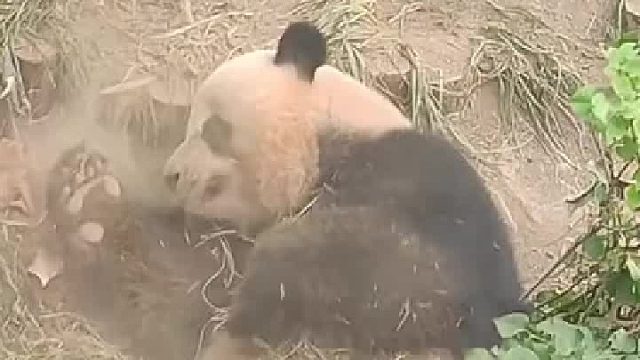 这熊孩子被奶爸看见了会是什么反应？