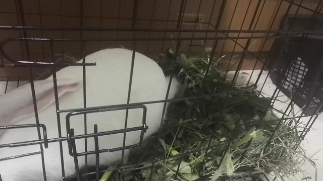 陪宠物玩耍时刻