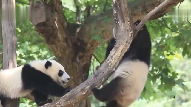 想要减肥的滚滚团子们