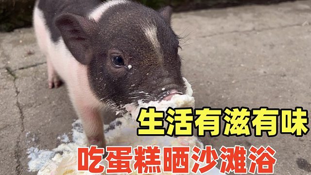 最幸福的小香猪，每天吃不重样，独享6寸蛋糕，吃完晒沙滩浴！【第6天】