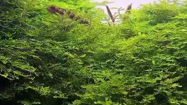 这就是自助餐吗