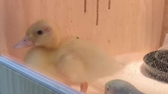 鸭好养活这个战斗力，出道即巅峰