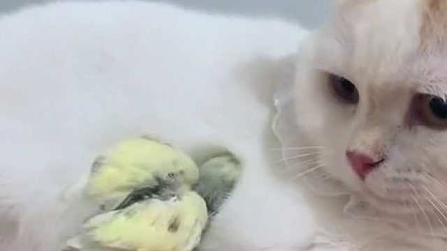 不听不听，王B念经