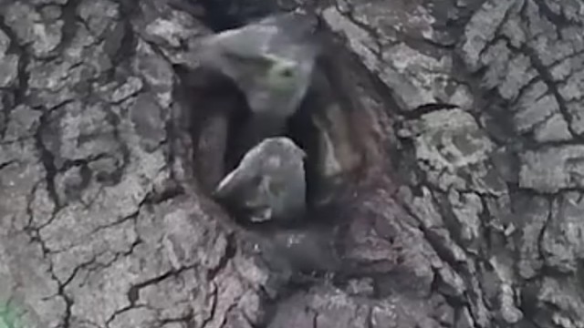 他老妈怎么进去孵化她的[doge]