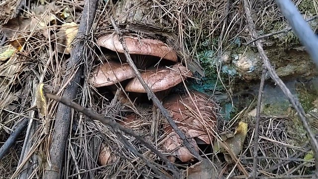 17号上山捡蘑菇