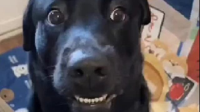 狗：无论如何，违心的话不能说，下雨天还得出门呢