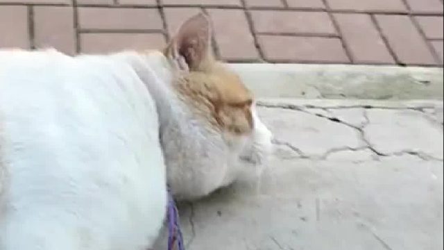 女子跟躺台阶的猫咪打招呼，提醒：你别掉下去了，刚说完小猫：duang duang duang，连掉三下。