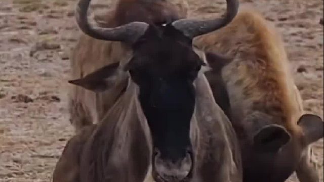 有比这个残忍的人不