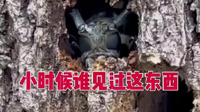 这玩意小时候大把，现在很难见到了