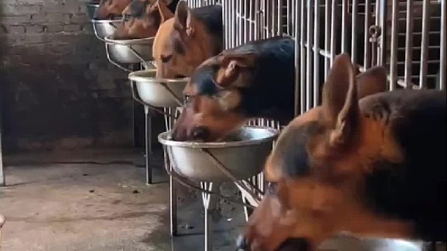 这些狗太凄凉了 喝汤