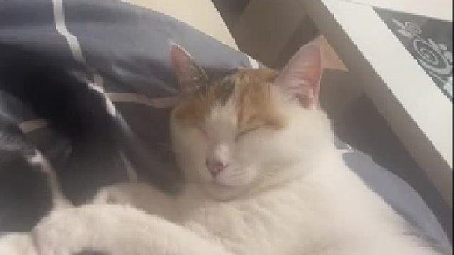 这一下多少带点私猫恩怨