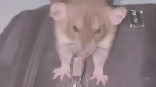 这只老鼠能值多少钱？