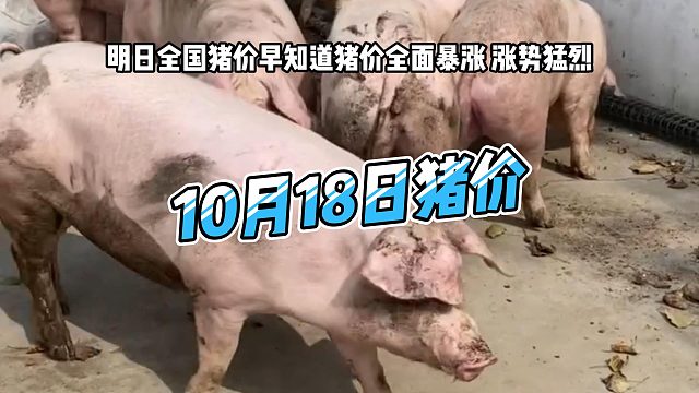 明日10月18日全国猪价早知道！明日猪价全面暴涨 生猪价格涨势猛烈#猪价行情 #明日猪价 #猪价